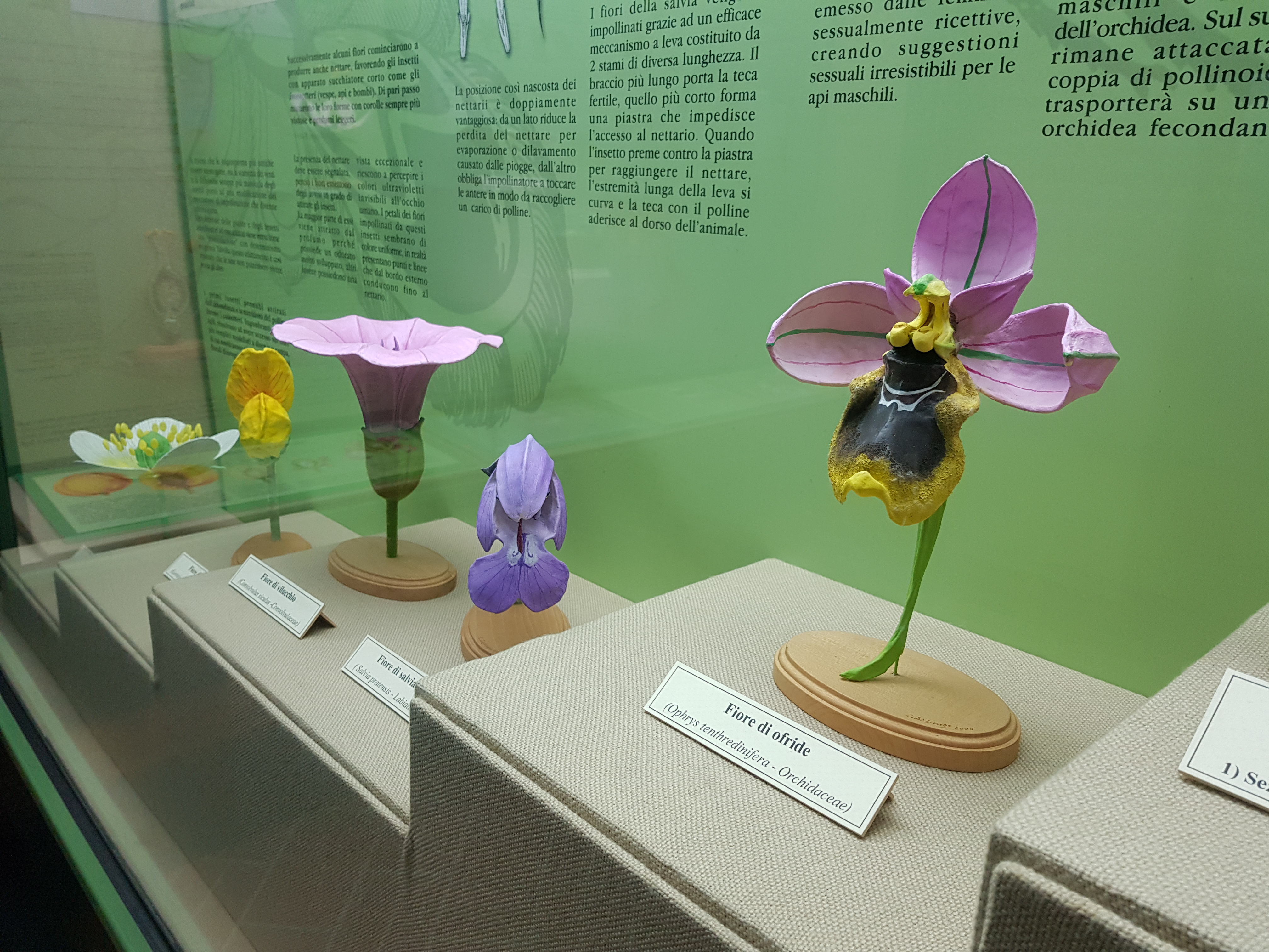 botanica museo del territorio sa corona arrubia marmilla fiori