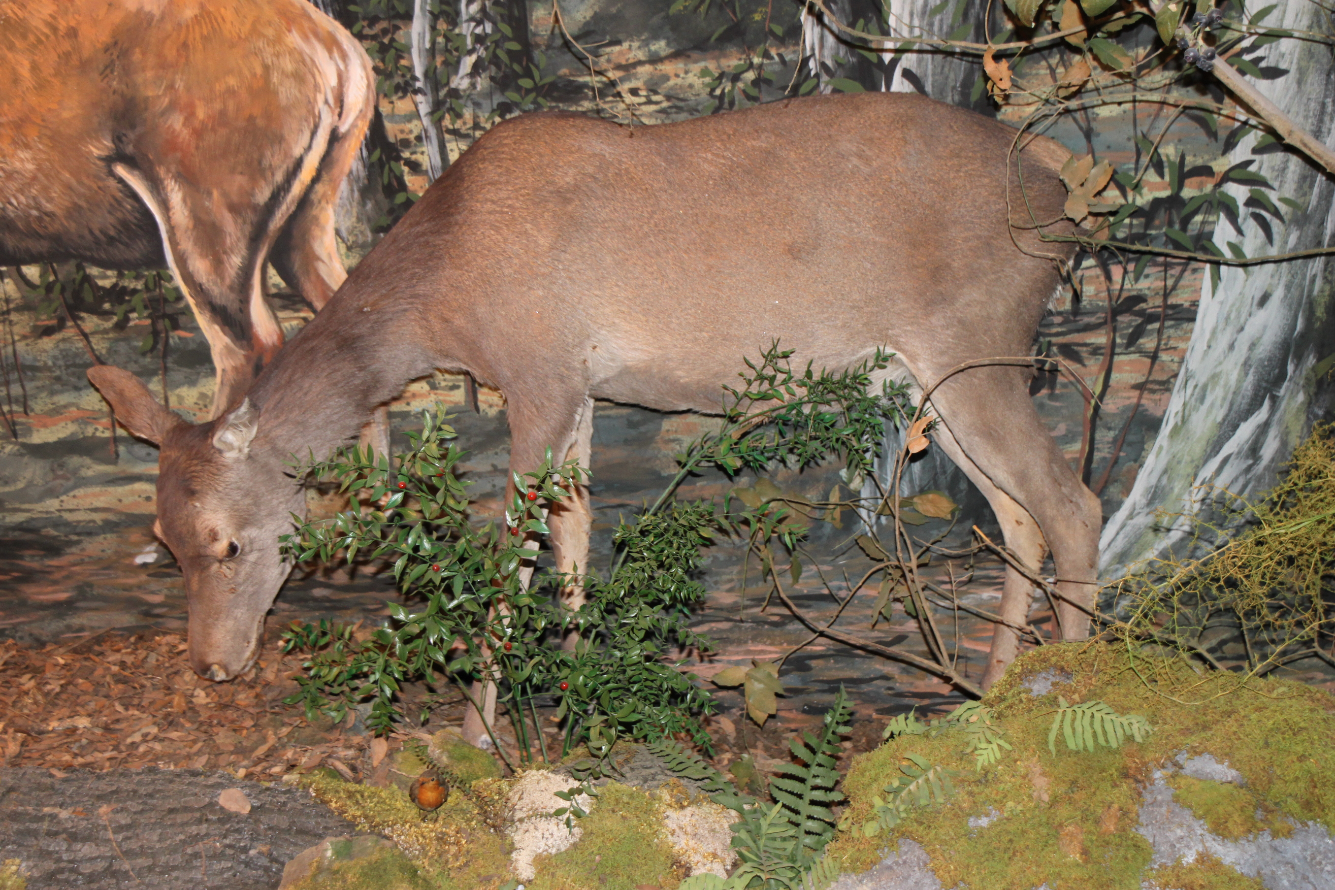fauna sarda museo