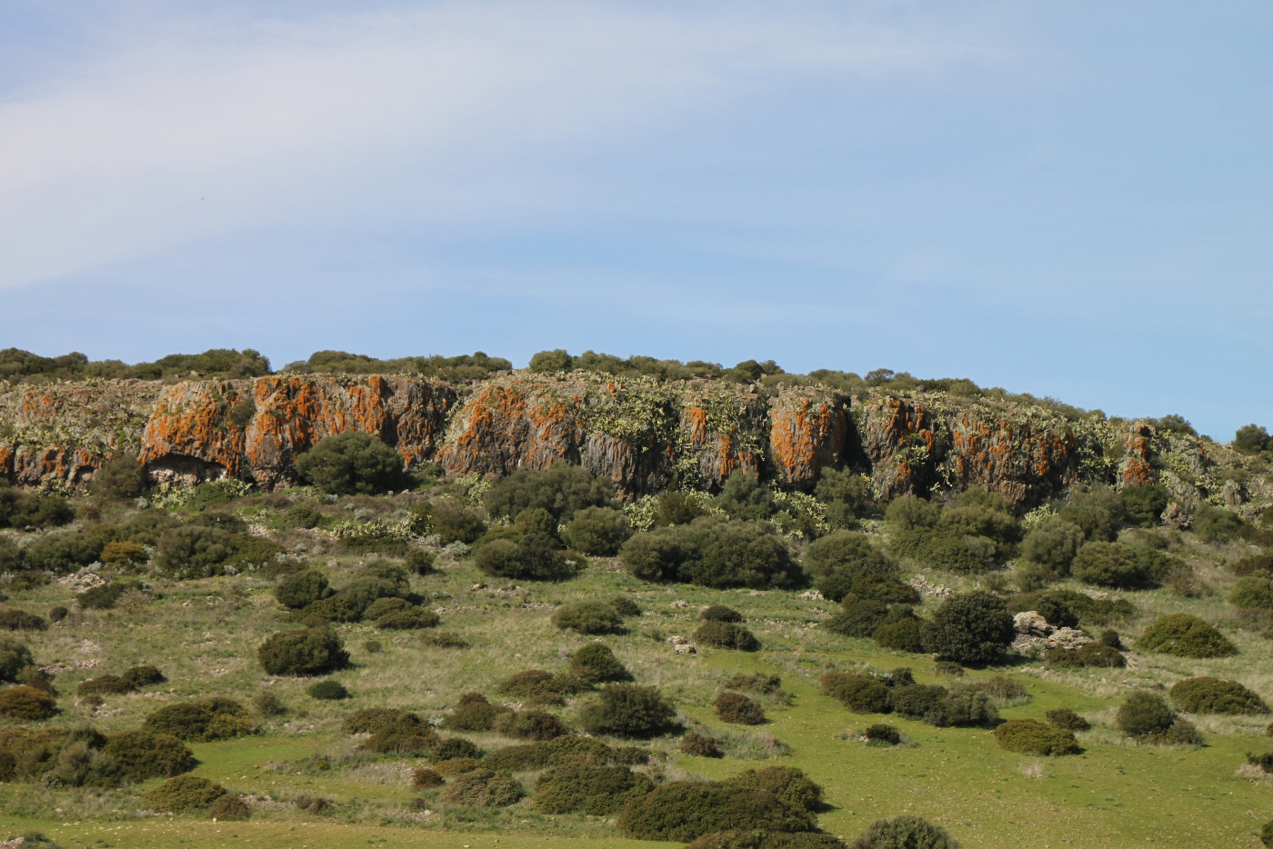 lichene rosso sa corona arrubia